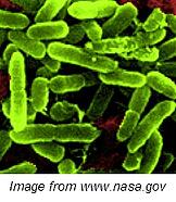 Pseudomonas aeruginosa2