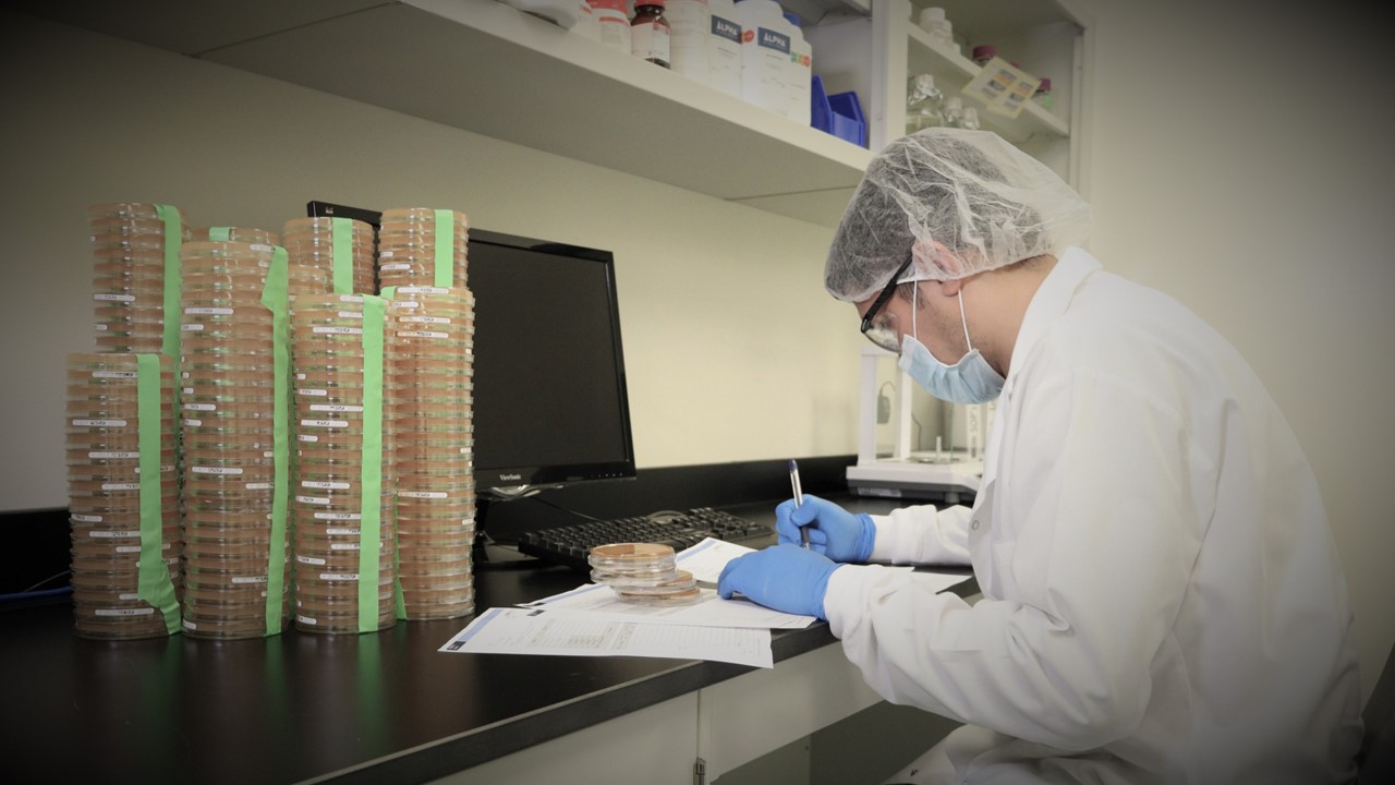 QC microbiology analyst manually reading plates and recording colony counts