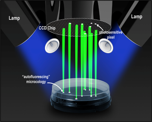 Illustration of Growth Direct® System test imaging, using blue LED illumination to excite fluorescent molecules and track microcolony growth.